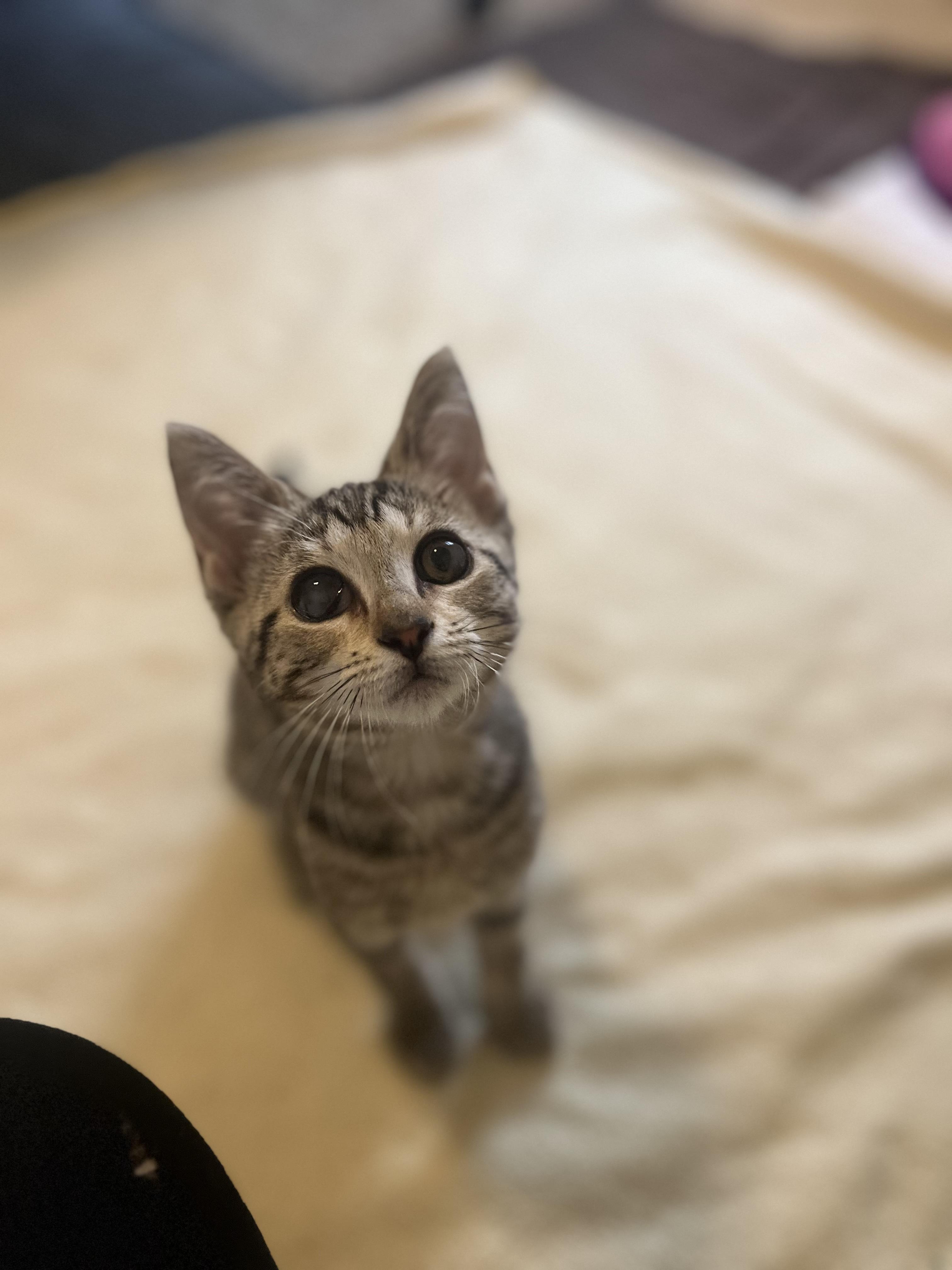 Reba, a Adoptable Domestic Short Hair image 3/4