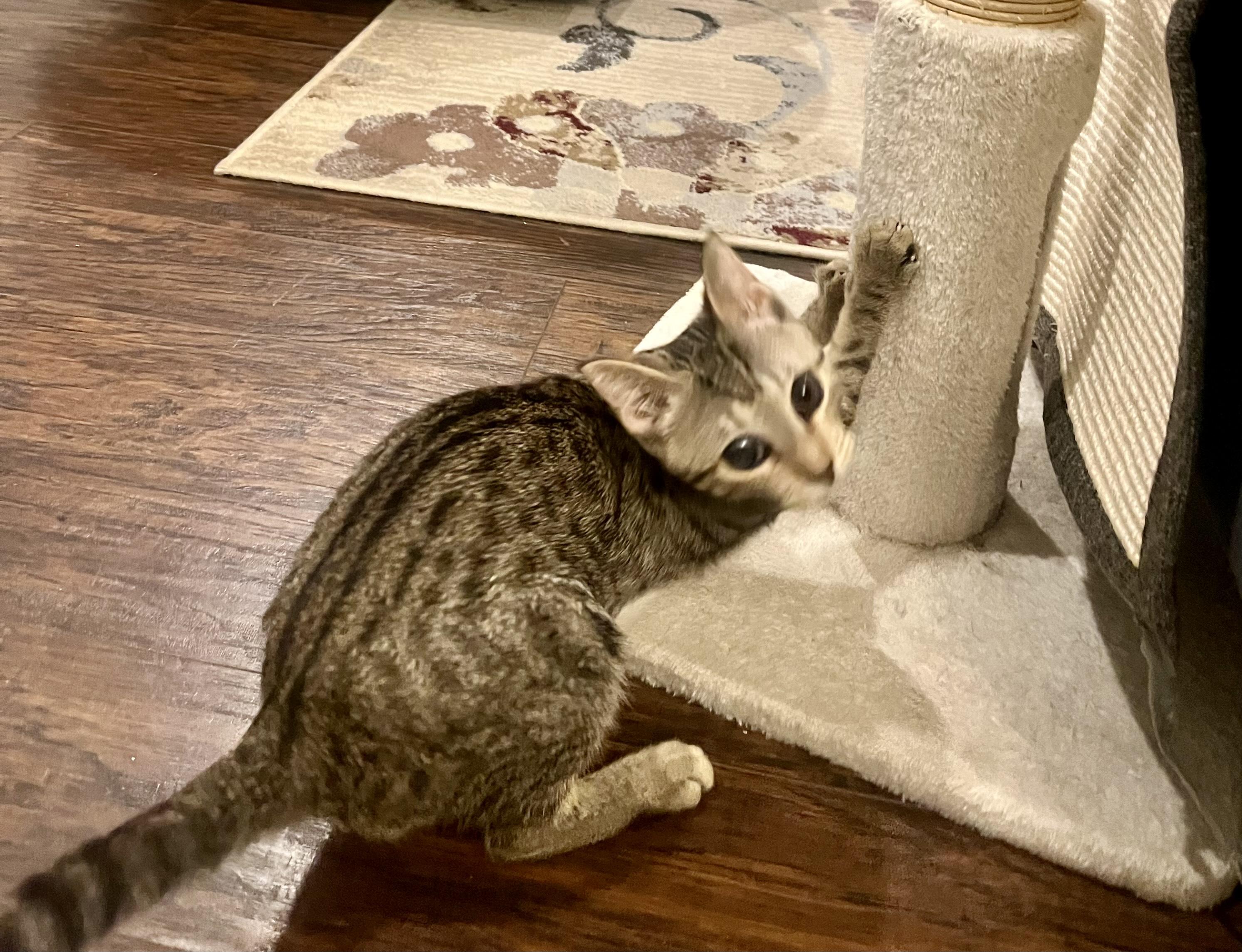 Reba, a Adoptable Domestic Short Hair image 4/4