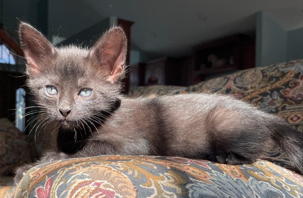 Enlarge Binx a/k/a LaRue, a Adoptable mixed breed in Orlando, FL image 1/6