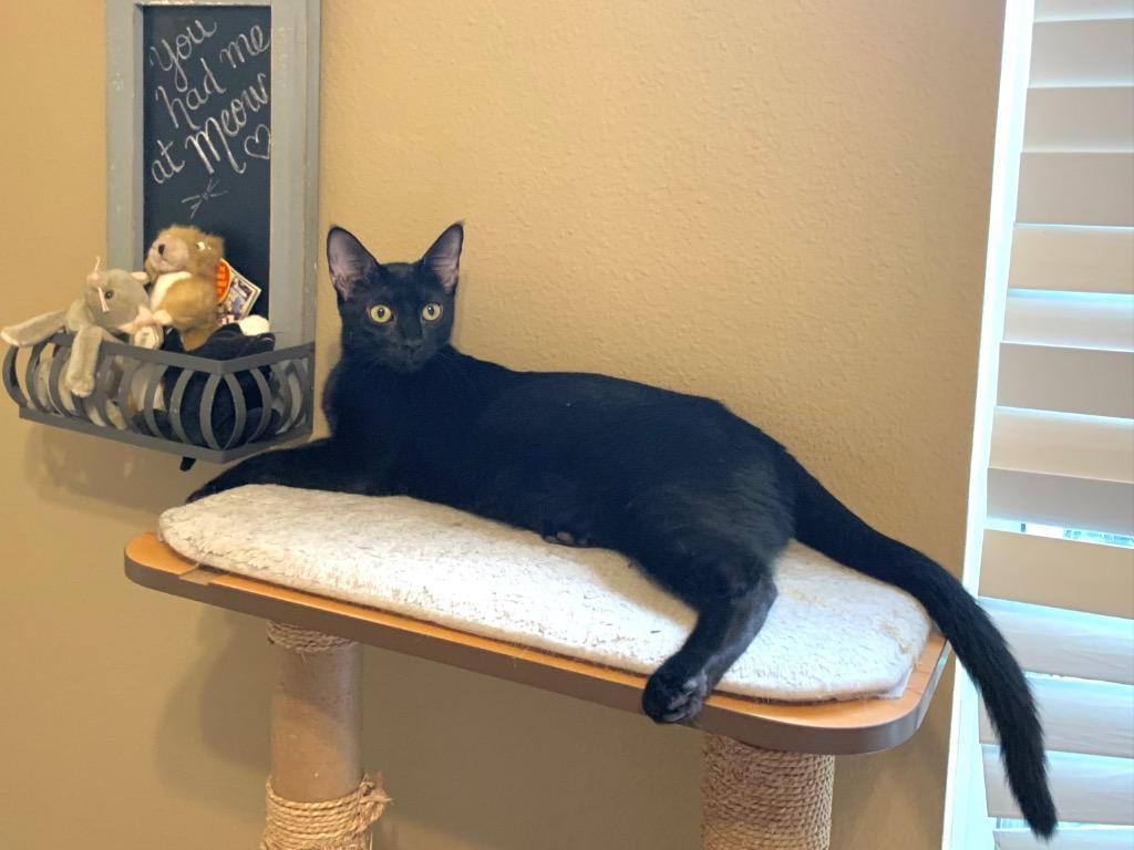 Binx a/k/a LaRue, Adoptable, Adult Male Domestic Short Hair.