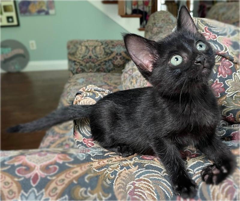 Enlarge Binx a/k/a LaRue, a Adoptable mixed breed in Orlando, FL image 4/6