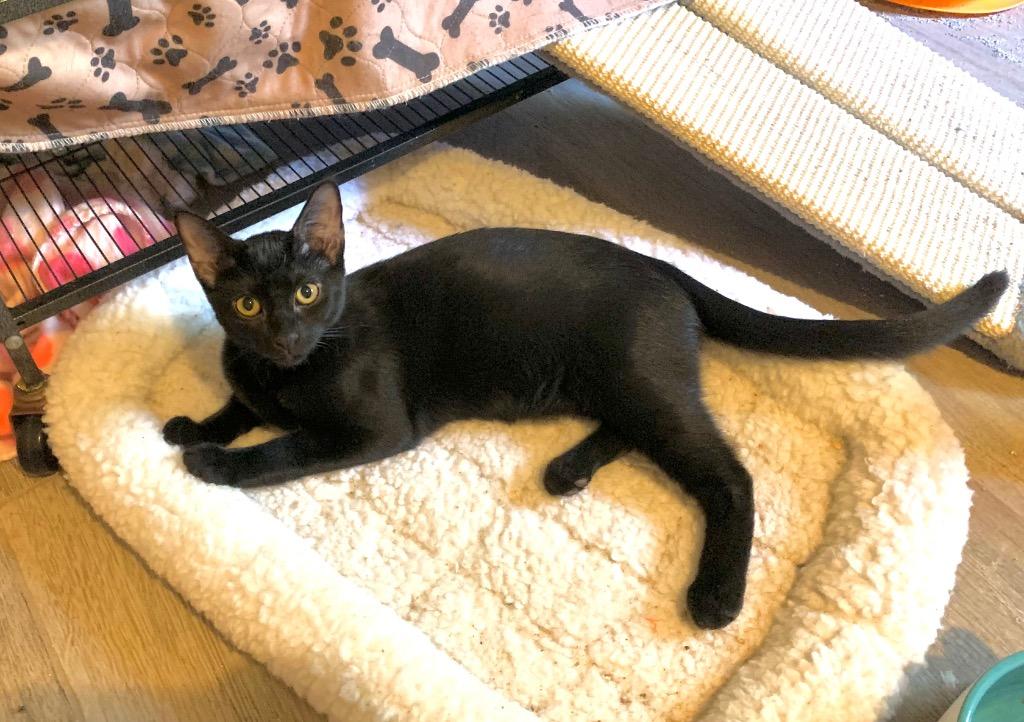 Enlarge Binx a/k/a LaRue, a Adoptable mixed breed in Orlando, FL image 5/6