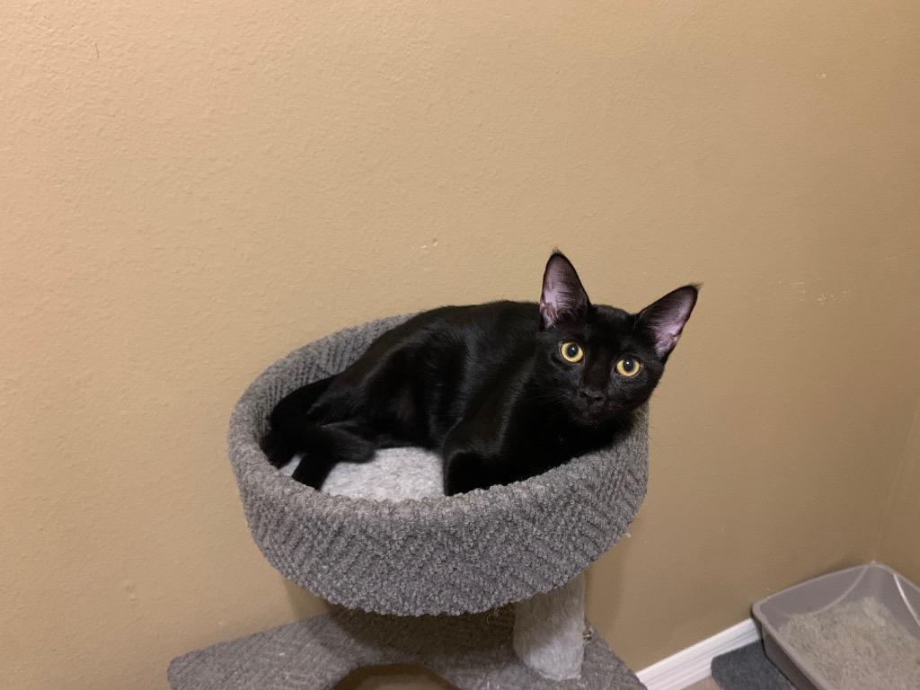 Enlarge Binx a/k/a LaRue, a Adoptable mixed breed in Orlando, FL image 6/6