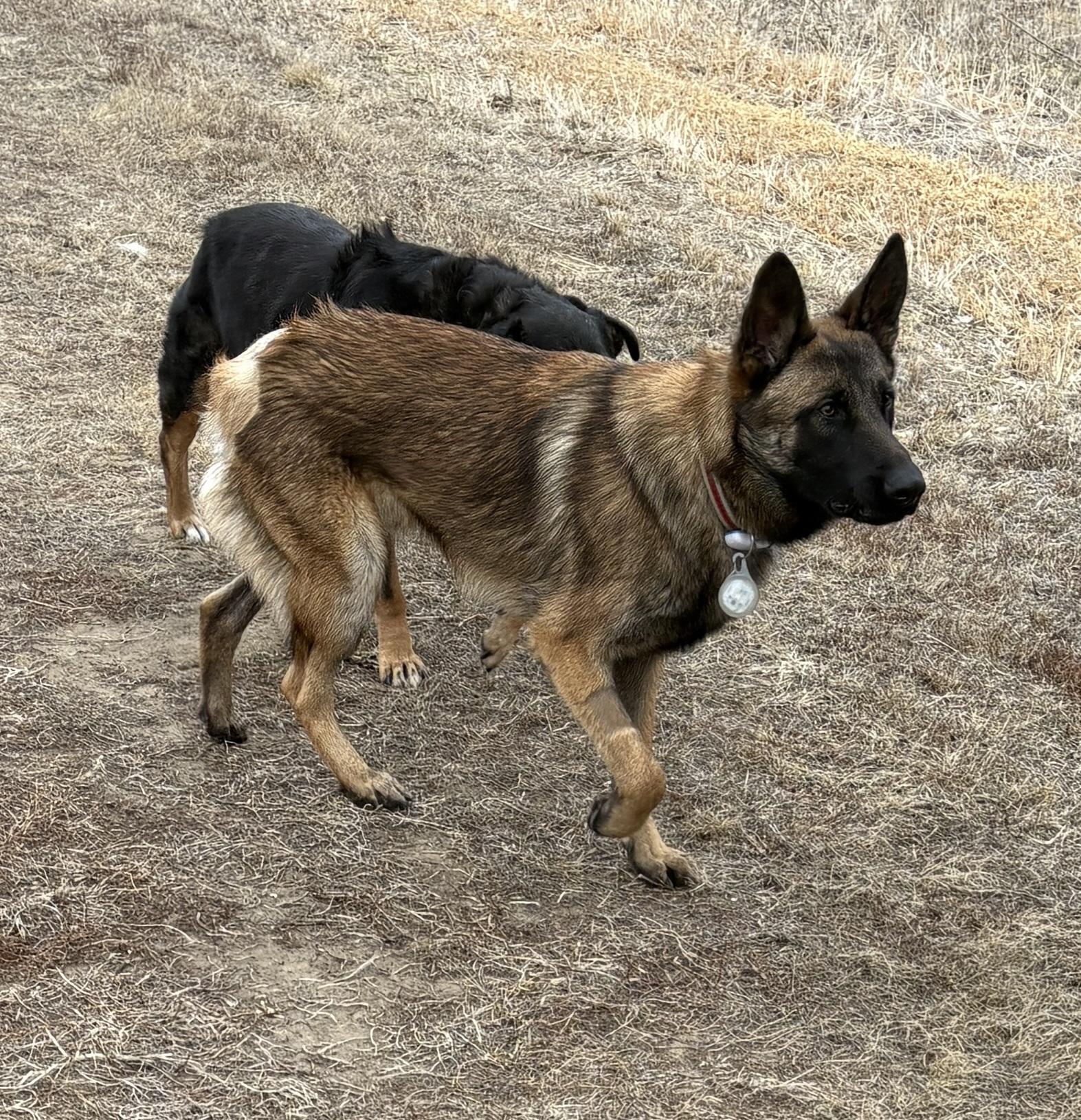 Drax, a Adoptable mixed breed in Sioux City, IA image 1/4