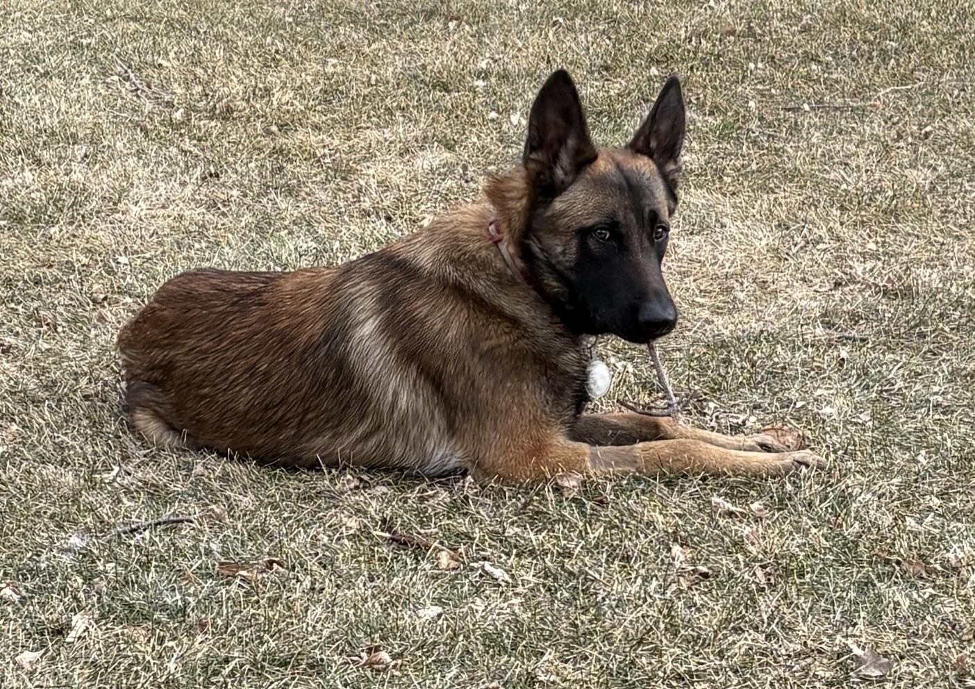 Drax, a Adoptable mixed breed in Sioux City, IA image 2/4