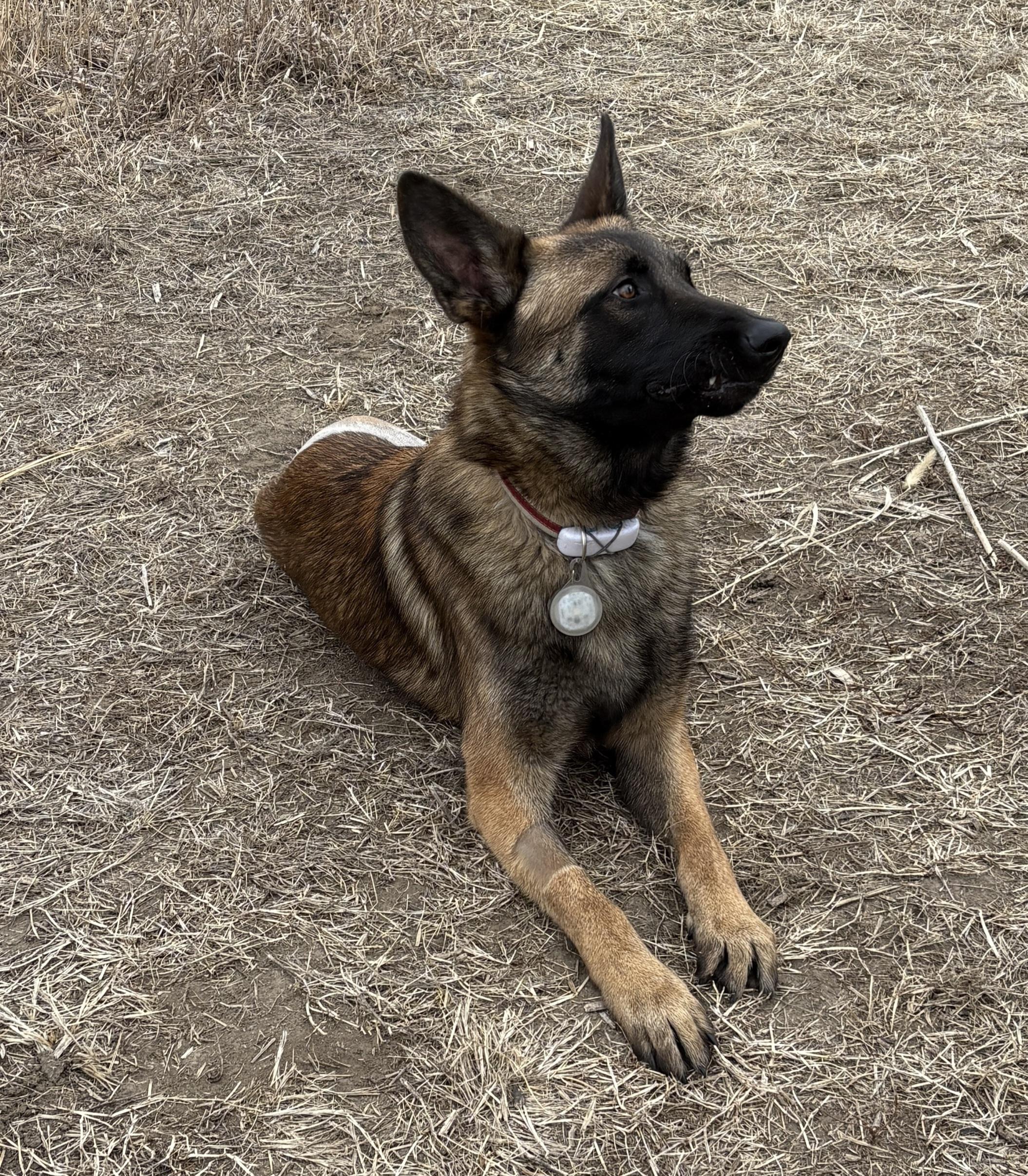 Drax, a Adoptable mixed breed in Sioux City, IA image 4/4