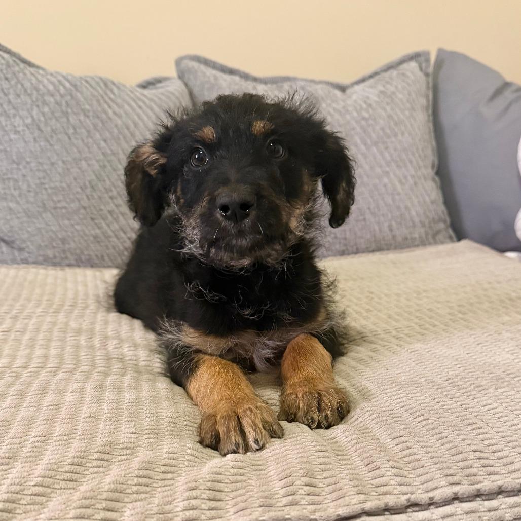 Carina, Adoptable, Puppy Female Shepherd & Poodle.