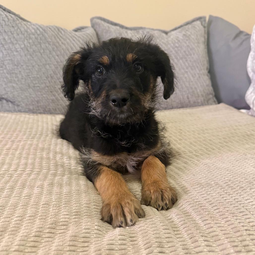 Carina, a Adoptable mixed breed in Agoura Hills, CA image 2/3