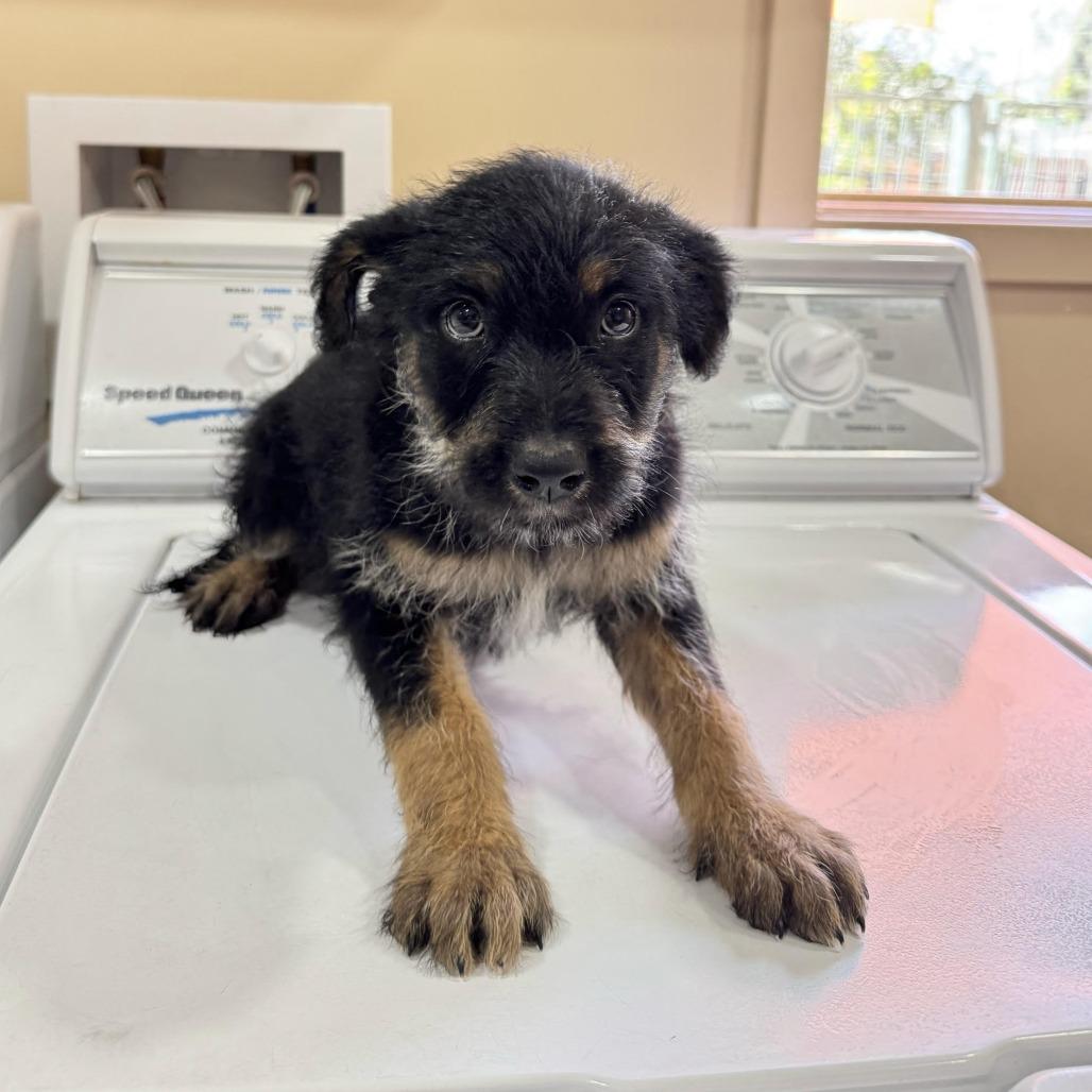 Carina, a Adoptable mixed breed in Agoura Hills, CA image 3/3