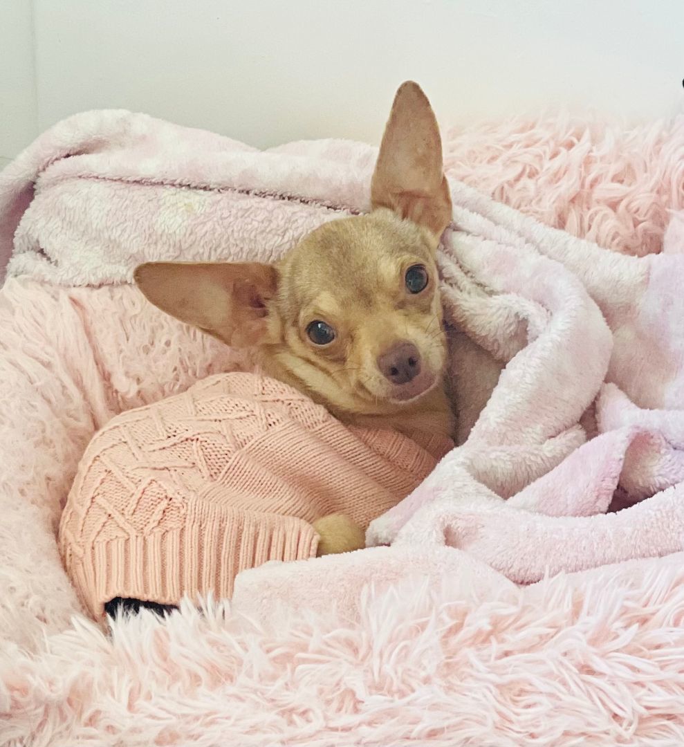 Tutti, adopted, Adult Female Chihuahua.
