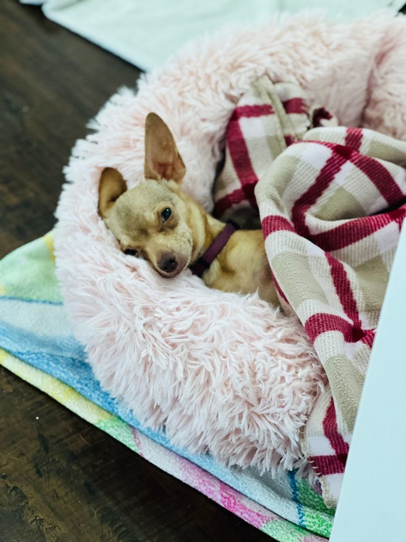 Enlarge Tutti, an adopted mixed breed in Rancho Palos Verdes, CA image 2/5