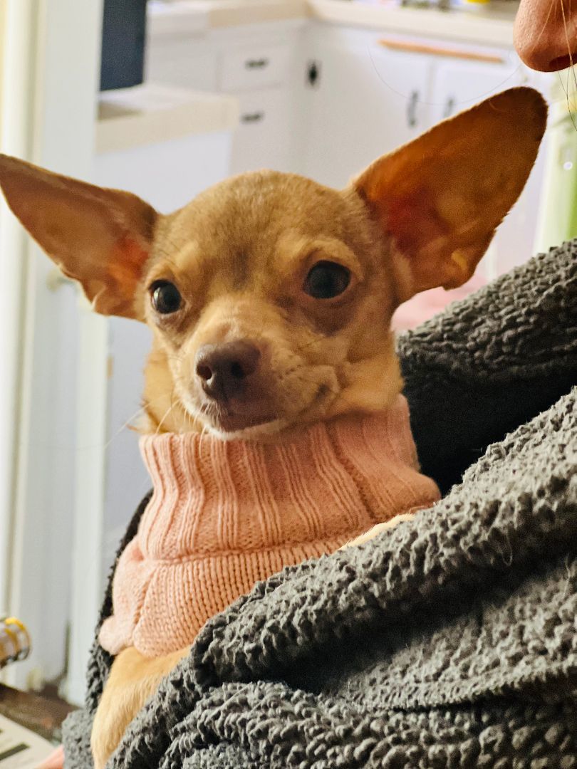 Enlarge Tutti, an adopted mixed breed in Rancho Palos Verdes, CA image 3/5