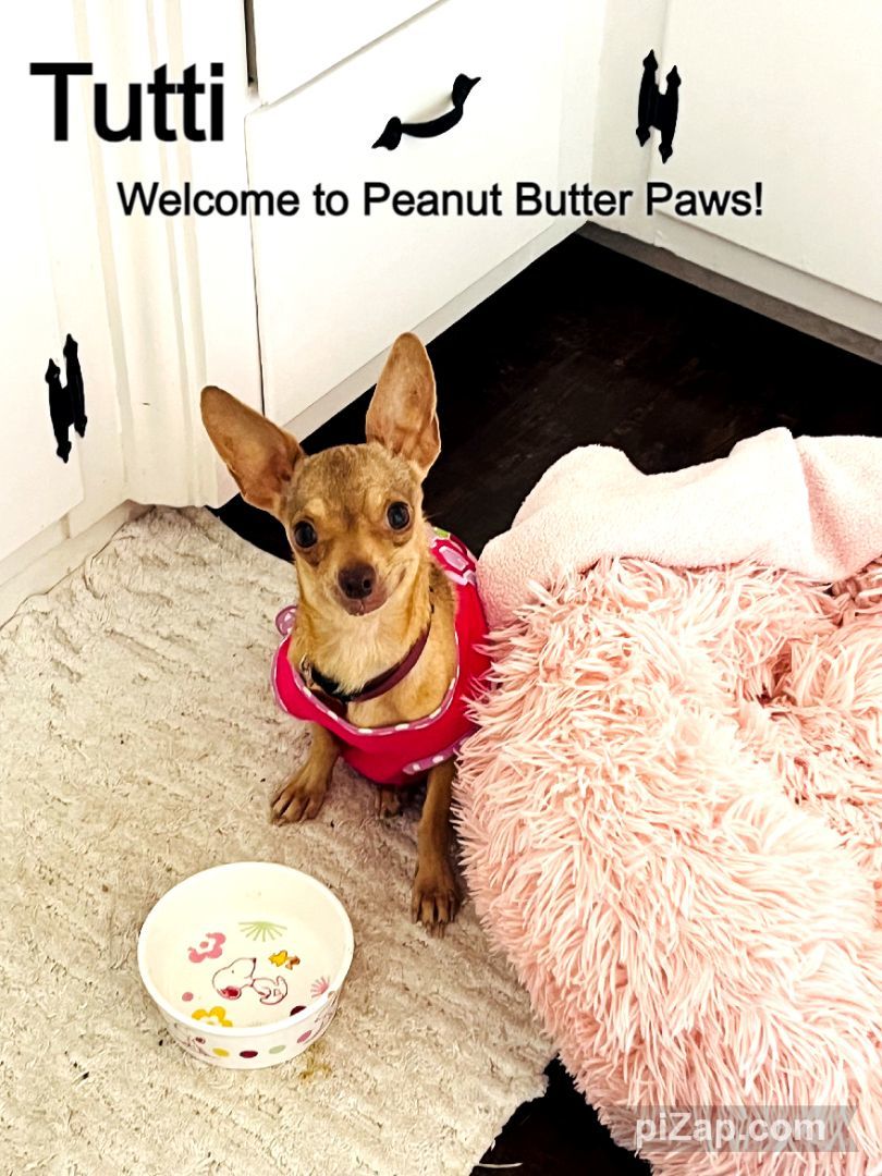 Enlarge Tutti, an adopted mixed breed in Rancho Palos Verdes, CA image 4/5