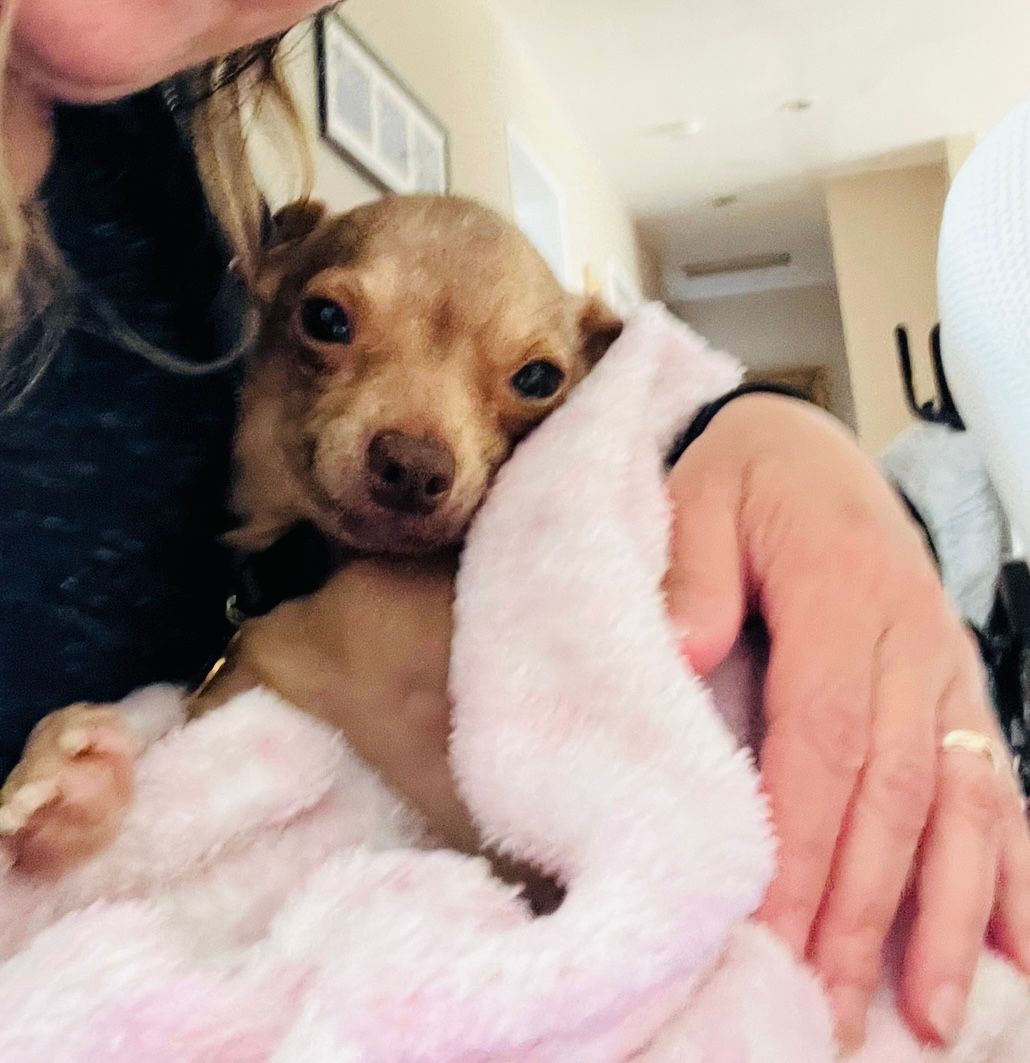 Enlarge Tutti, an adopted mixed breed in Rancho Palos Verdes, CA image 5/5