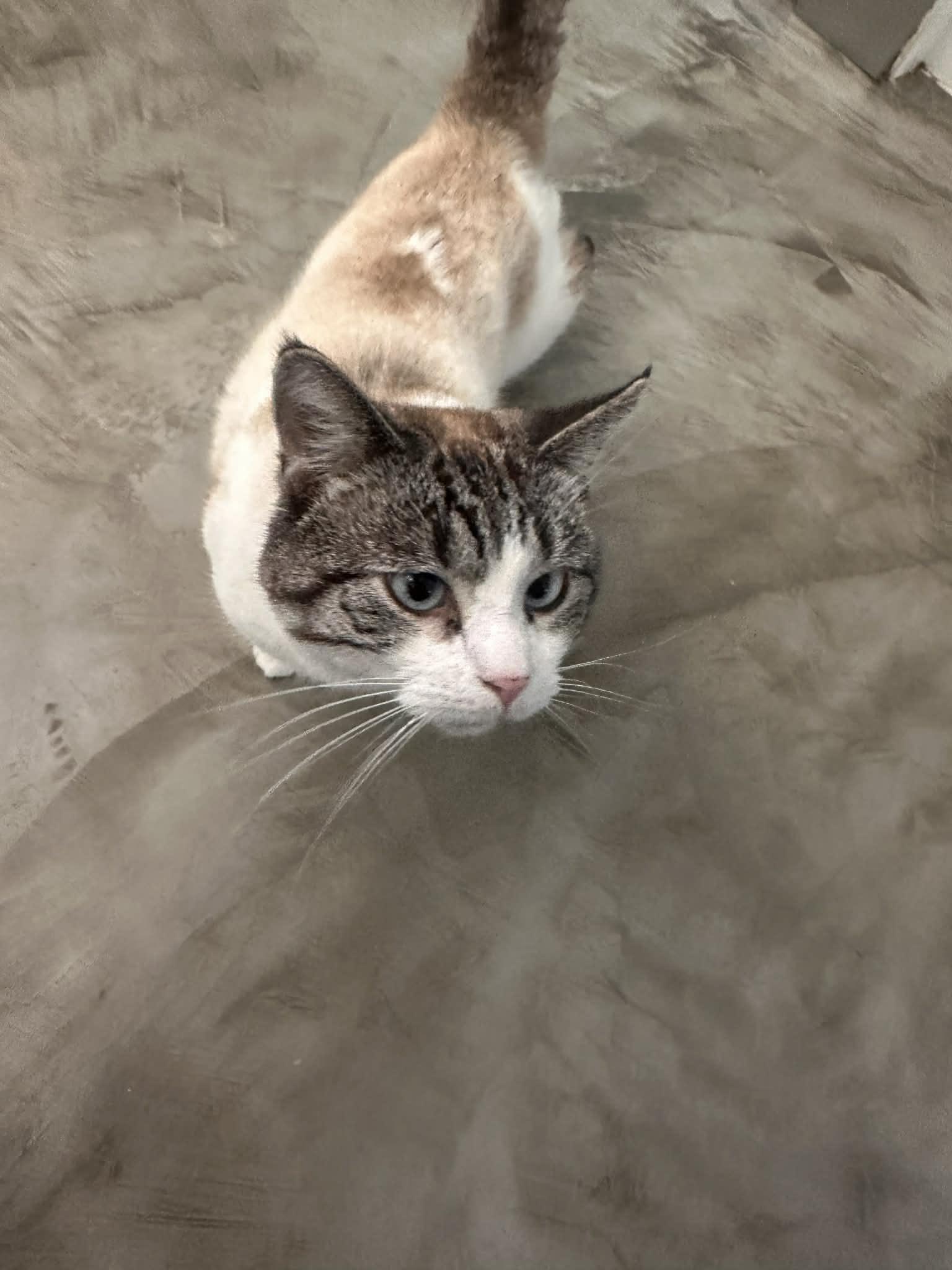 Whiskey — thumbnail 2