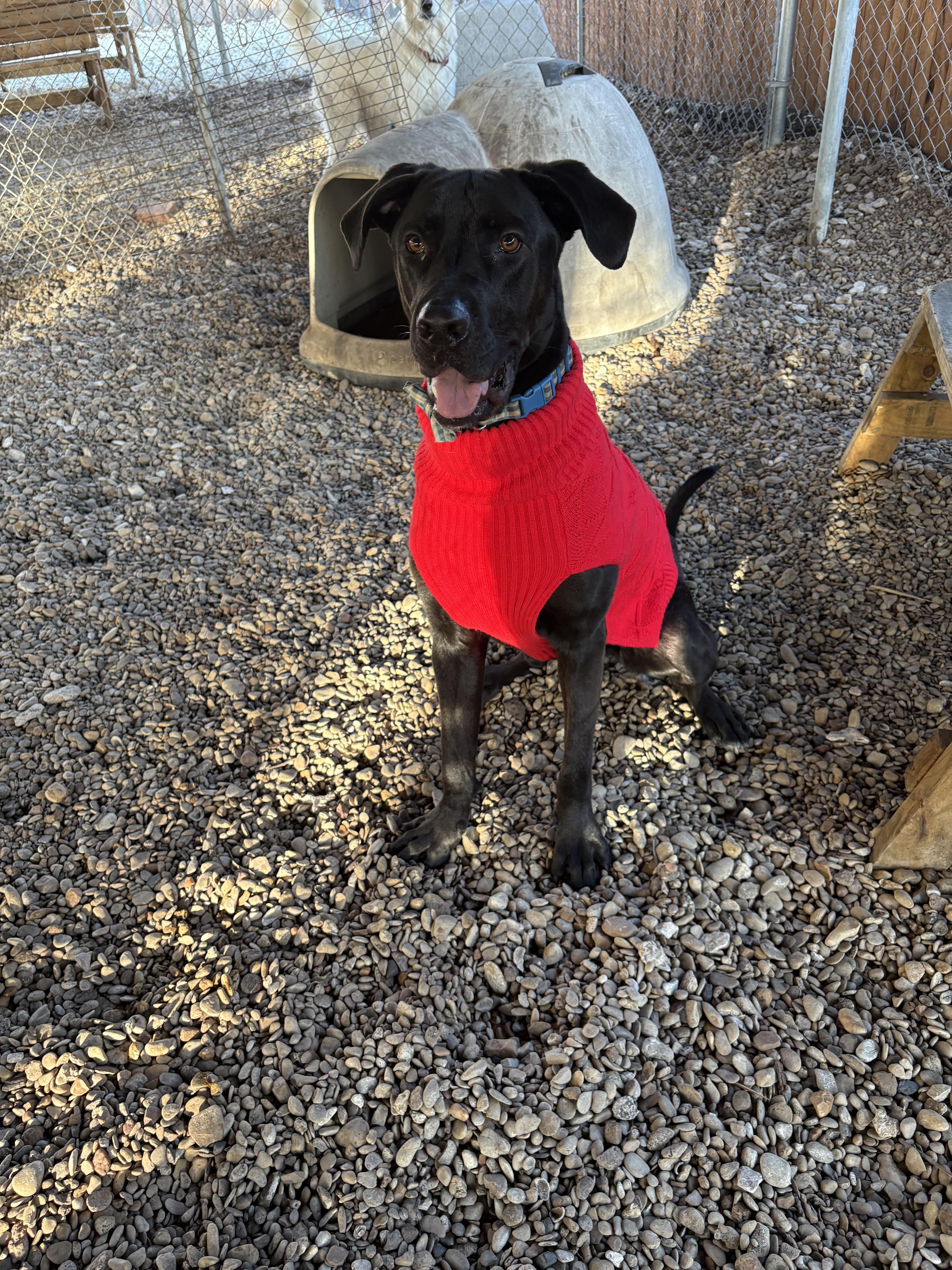 Enlarge Archie, a Adoptable mixed breed in Plano, TX image 1/5