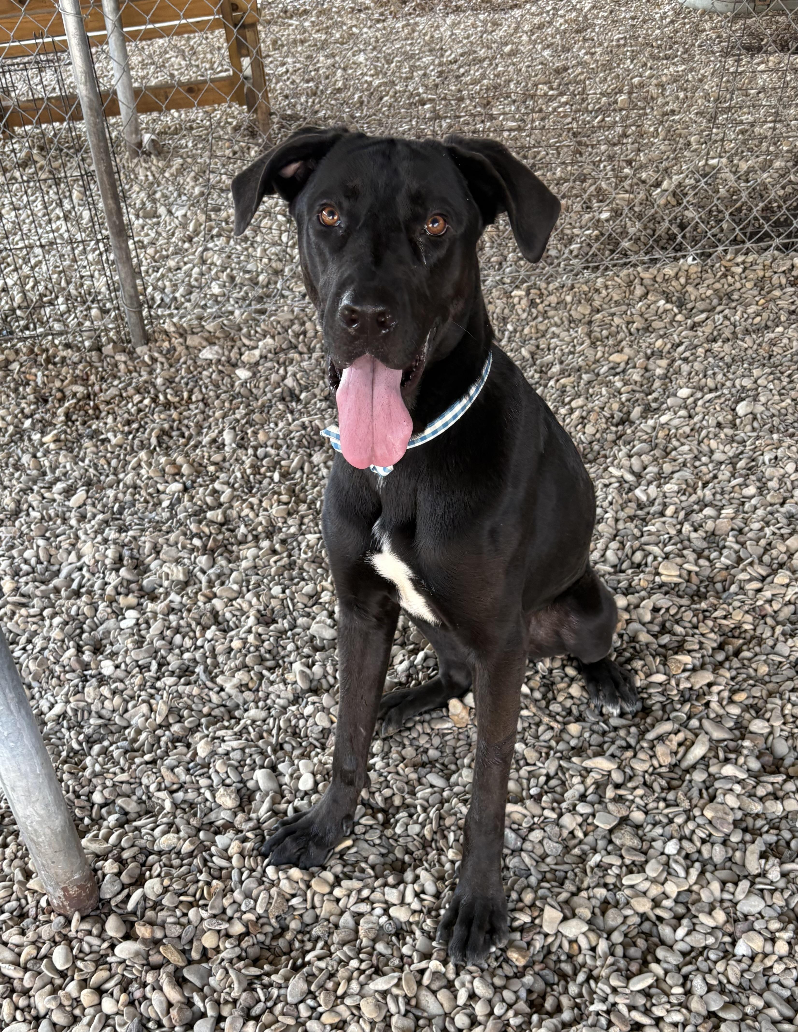 Archie, Adoptable, Adult Male Labrador Retriever & Great Dane.