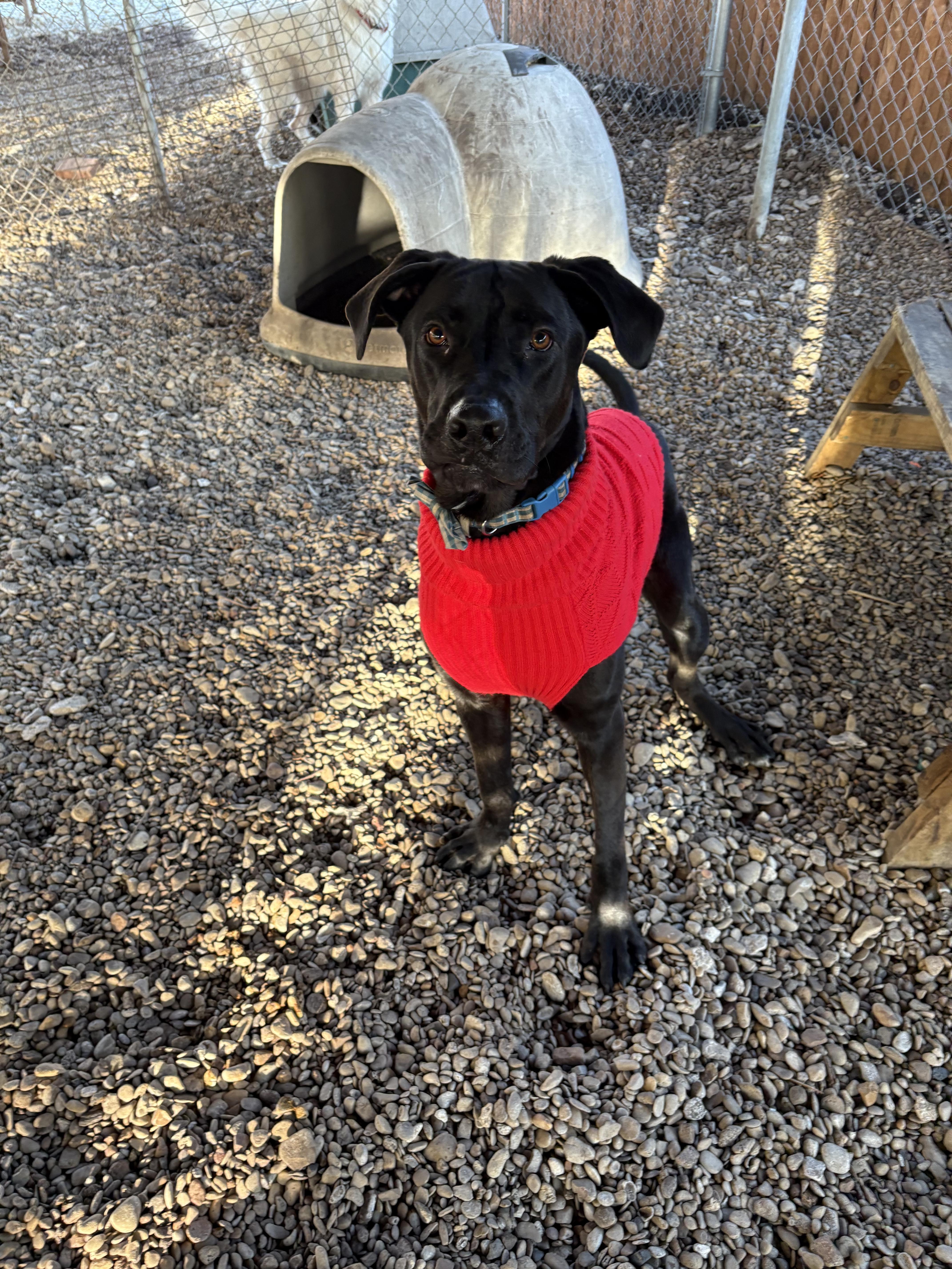 Enlarge Archie, a Adoptable mixed breed in Plano, TX image 3/5