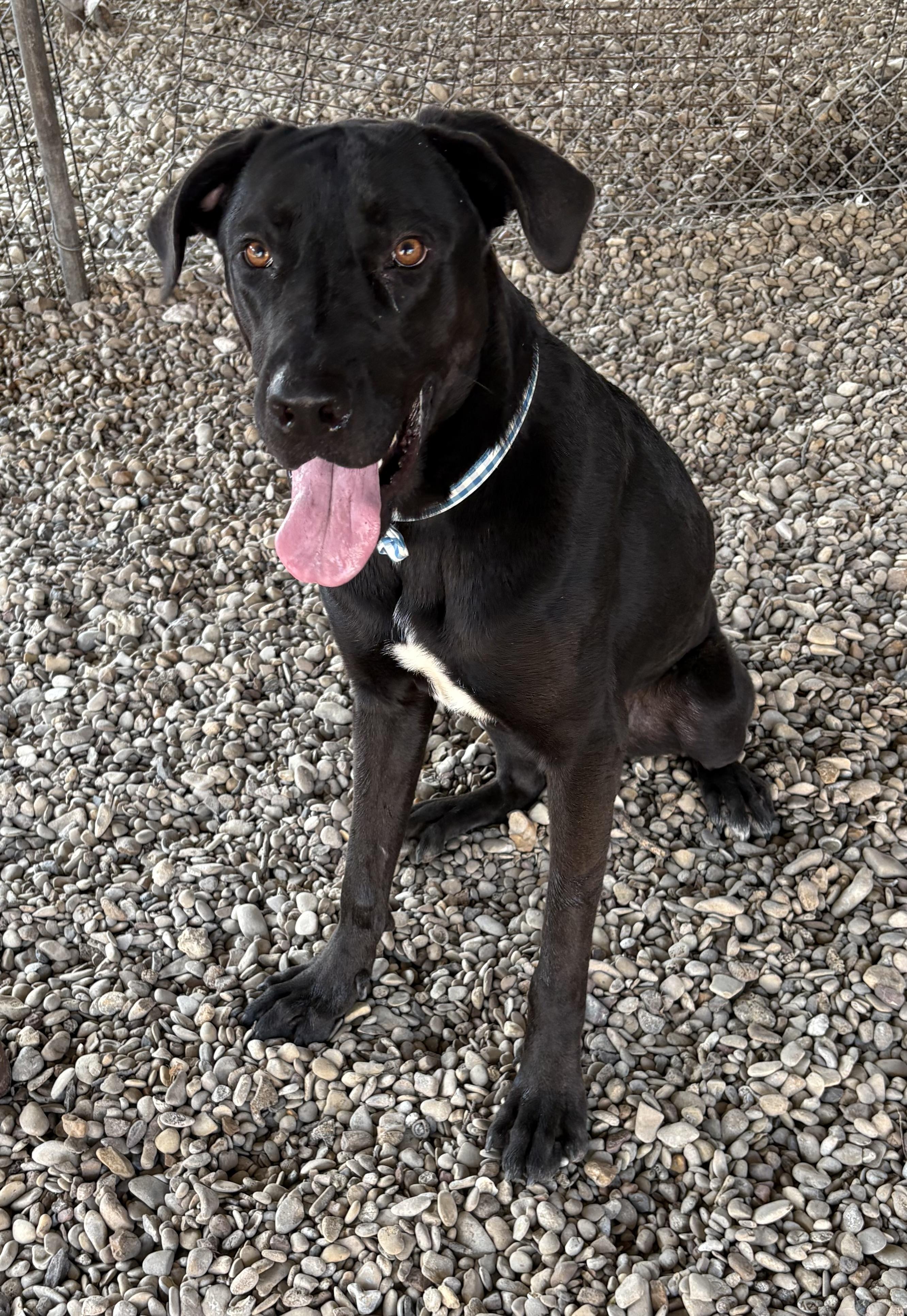 Enlarge Archie, a Adoptable mixed breed in Plano, TX image 2/4