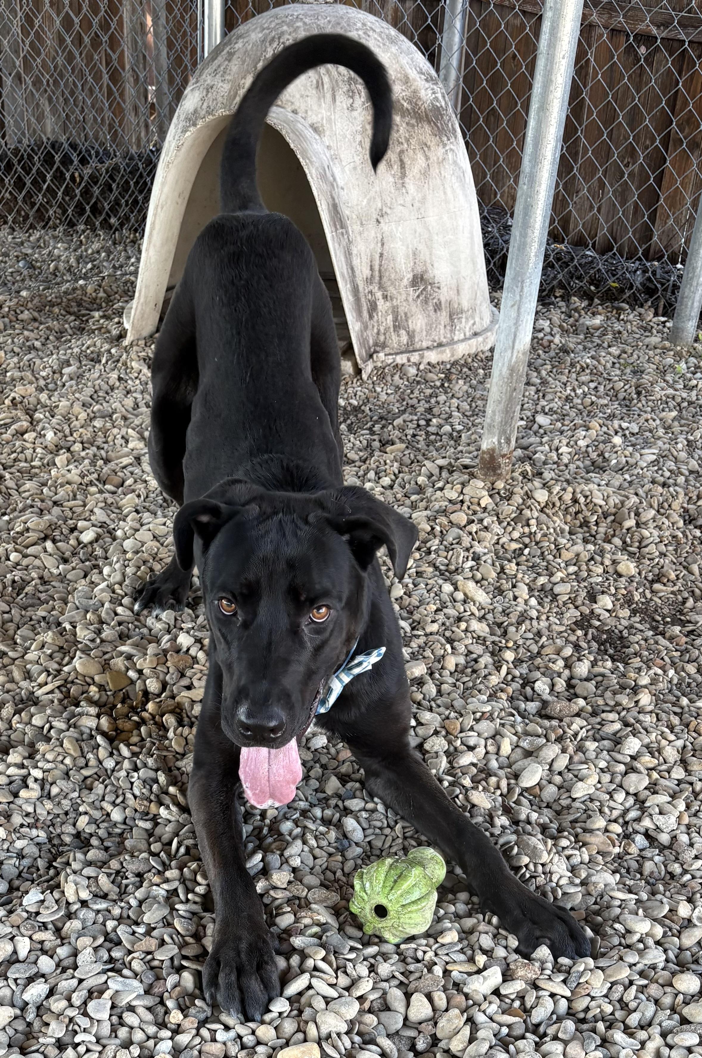 Enlarge Archie, a Adoptable mixed breed in Plano, TX image 3/4