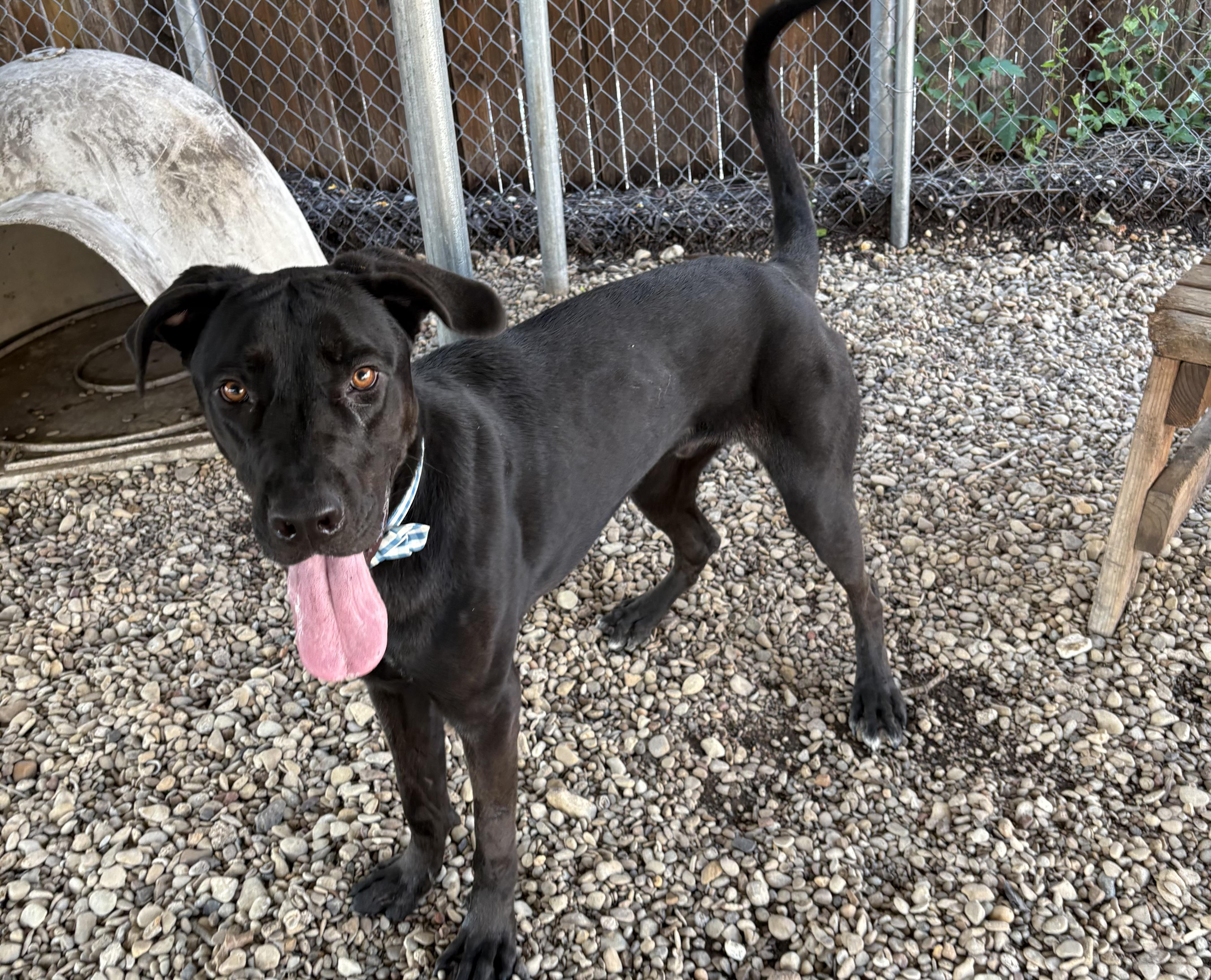 Enlarge Archie, a Adoptable mixed breed in Plano, TX image 4/4