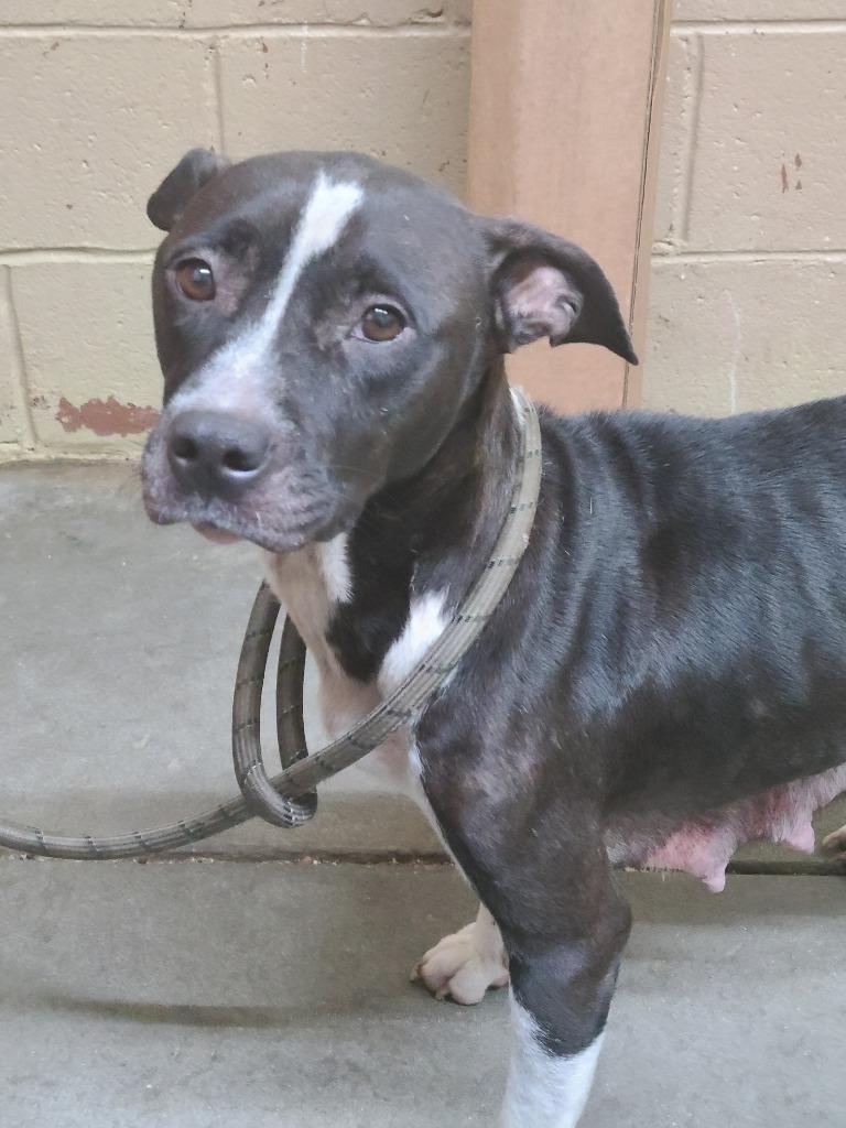 Enlarge Nikita, a Adoptable Pit Bull Terrier in Swainsboro, GA image 1/4