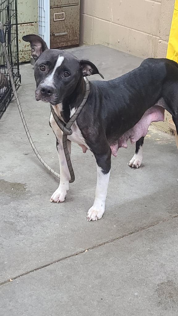 Enlarge Nikita, a Adoptable Pit Bull Terrier in Swainsboro, GA image 2/4