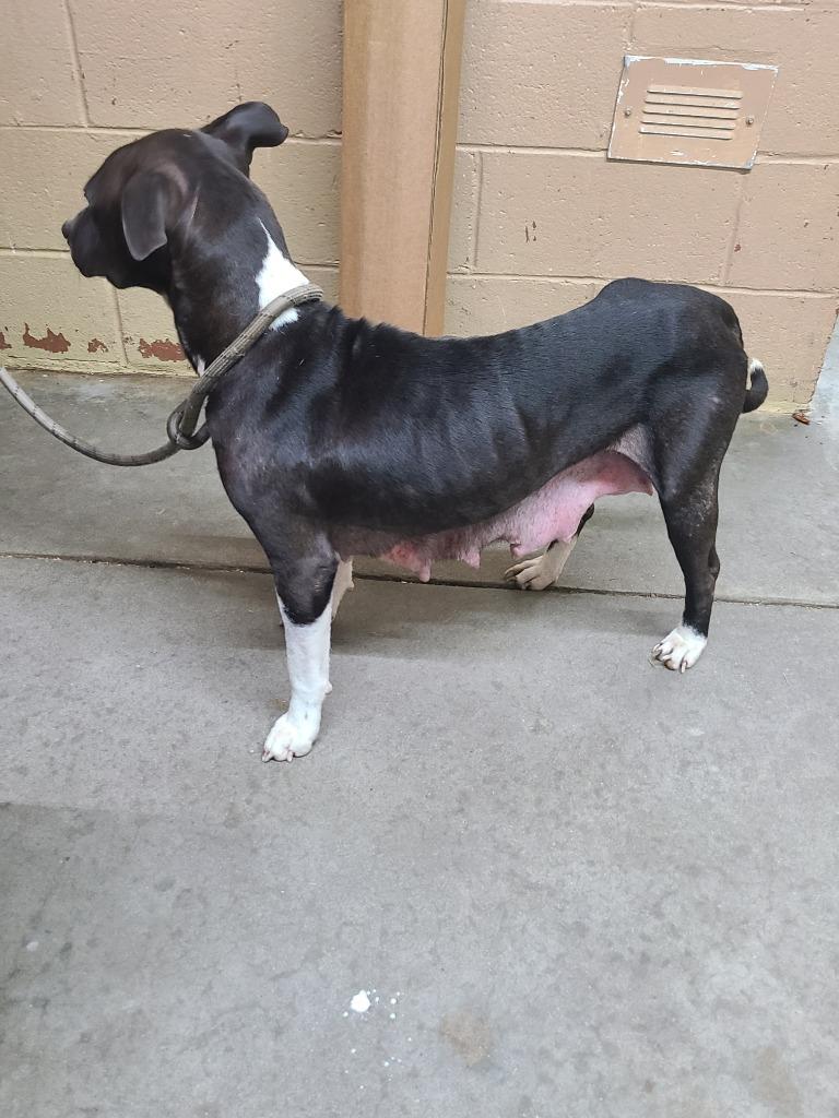 Enlarge Nikita, a Adoptable Pit Bull Terrier in Swainsboro, GA image 3/4