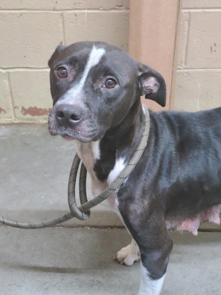 Enlarge Nikita, a Adoptable Pit Bull Terrier in Swainsboro, GA image 4/4