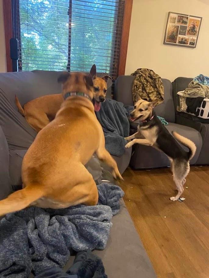 Enlarge Velvet, a Adoptable mixed breed in Shermans Dale, PA image 6/6