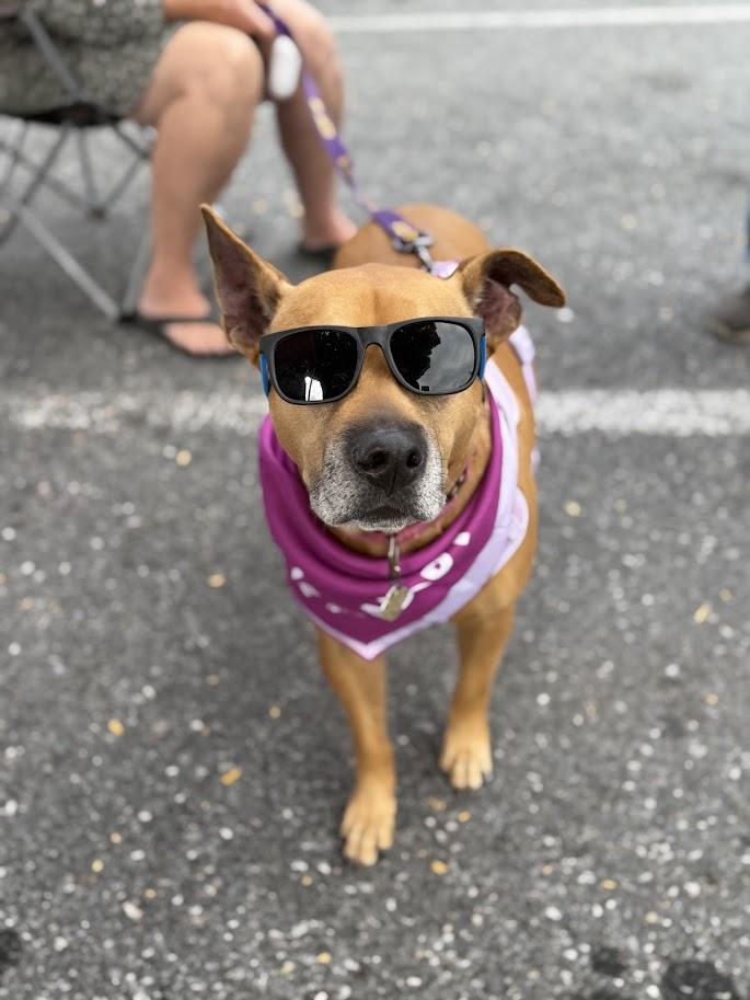 Enlarge Velvet, a Adoptable mixed breed in Shermans Dale, PA image 2/6