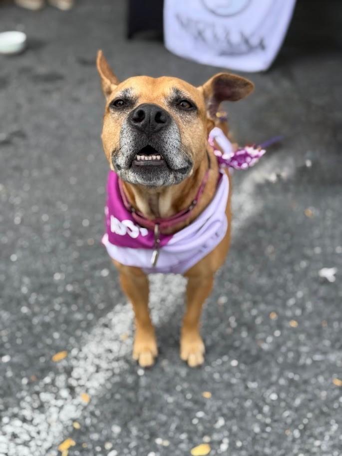 Enlarge Velvet, a Adoptable mixed breed in Shermans Dale, PA image 3/6