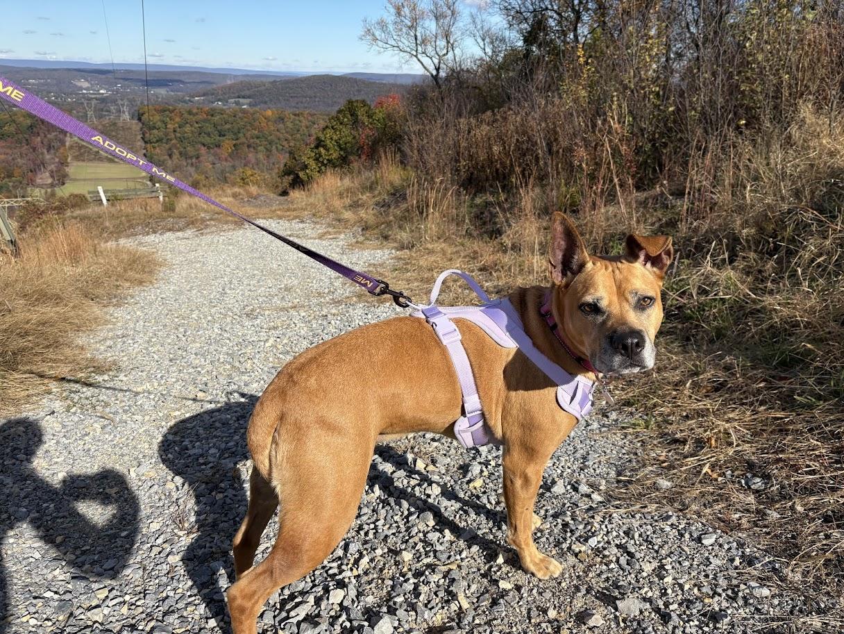Enlarge Velvet, a Adoptable mixed breed in Shermans Dale, PA image 4/6