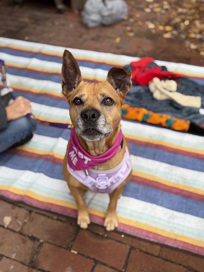 Enlarge Velvet, a Adoptable mixed breed in Shermans Dale, PA image 1/6