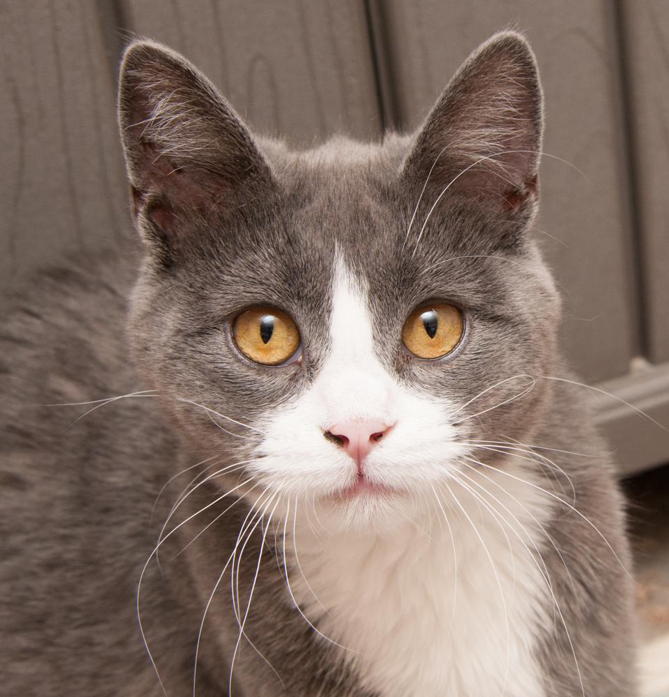 Cinderella, Adoptable, Young Female Domestic Short Hair.