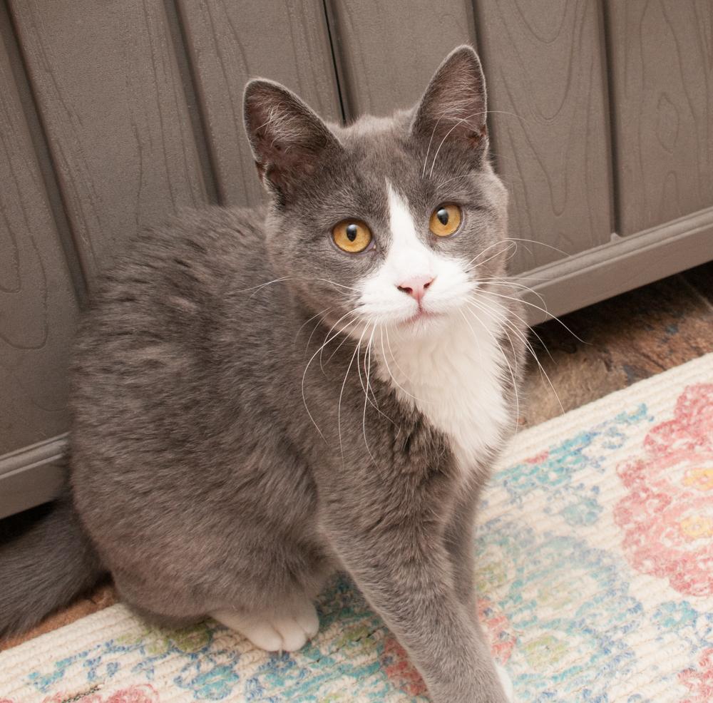 Cinderella, a Adoptable Domestic Short Hair in Westminster, CO image 3/3
