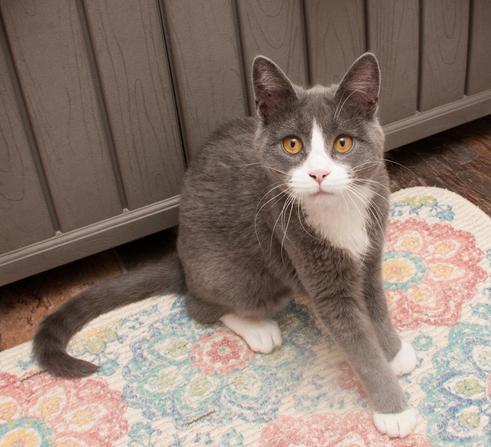 Cinderella, a Adoptable Domestic Short Hair in Westminster, CO image 2/3
