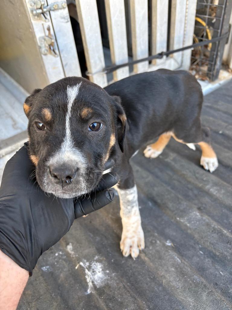 Cockburn, Adoptable, Puppy Male Mixed Breed.