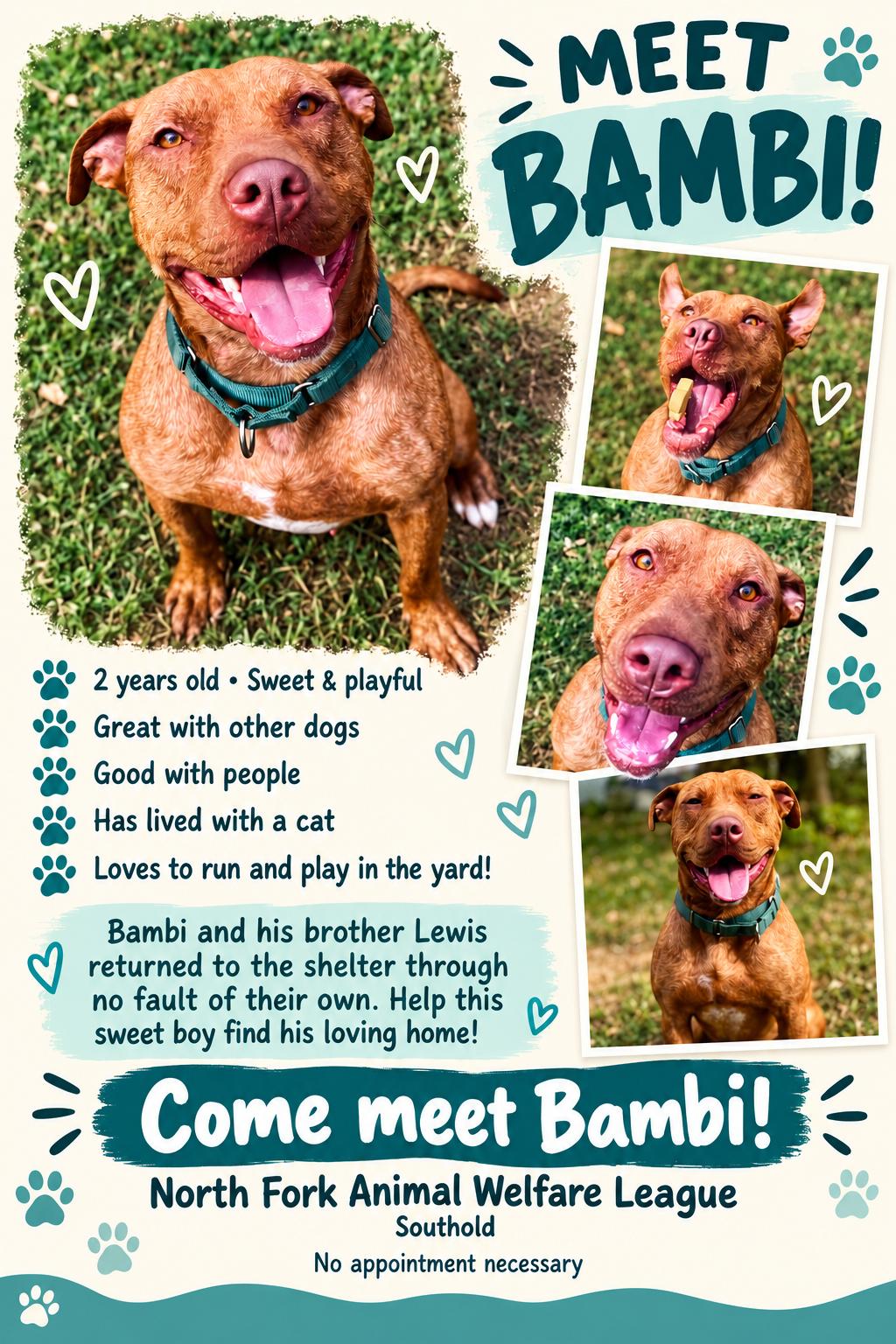 Enlarge Bambi, a Adoptable mixed breed in Southold, NY image 1/1