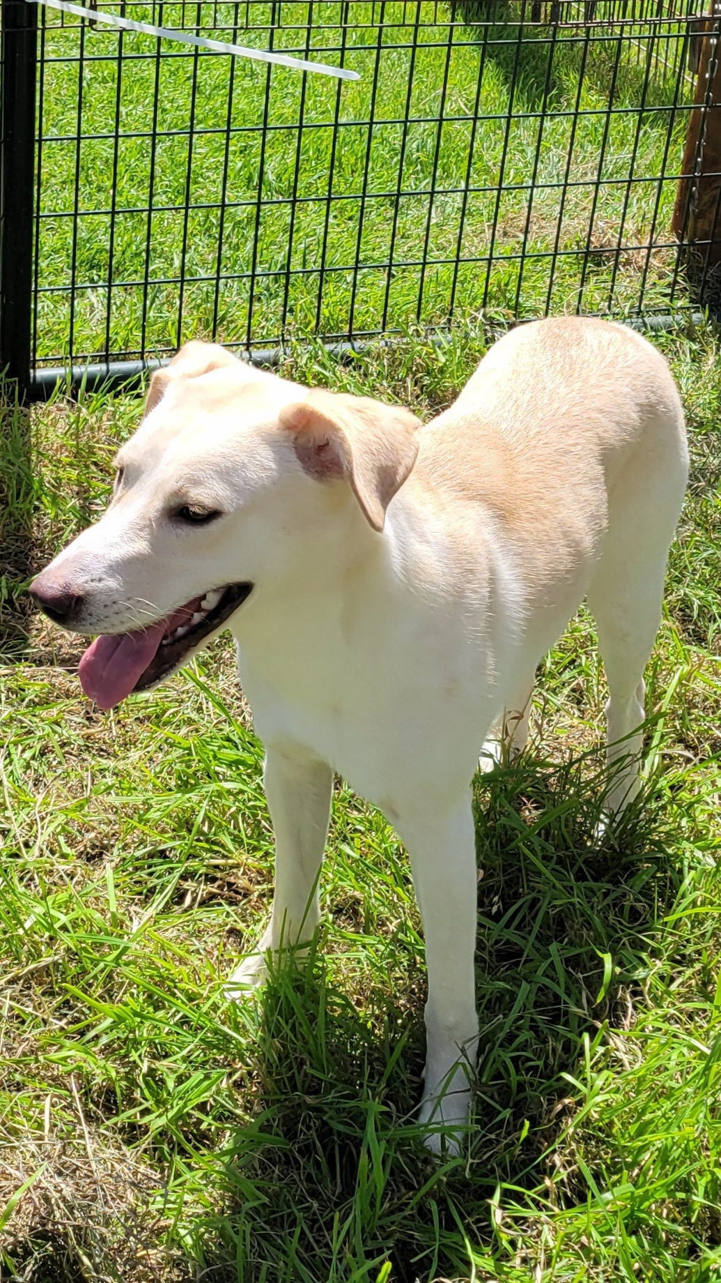 Summer, Adoptable, Young Female Labrador Retriever & Mixed Breed.