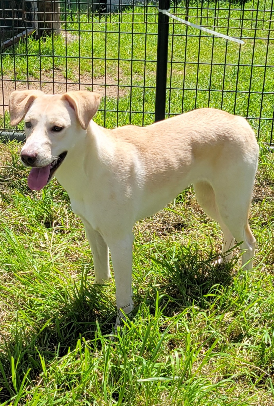 Summer, a Adoptable mixed breed in Seguin, TX image 2/2