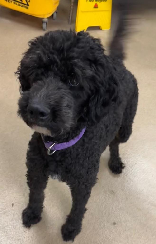 Macy, Adoptable, Adult Female Poodle.