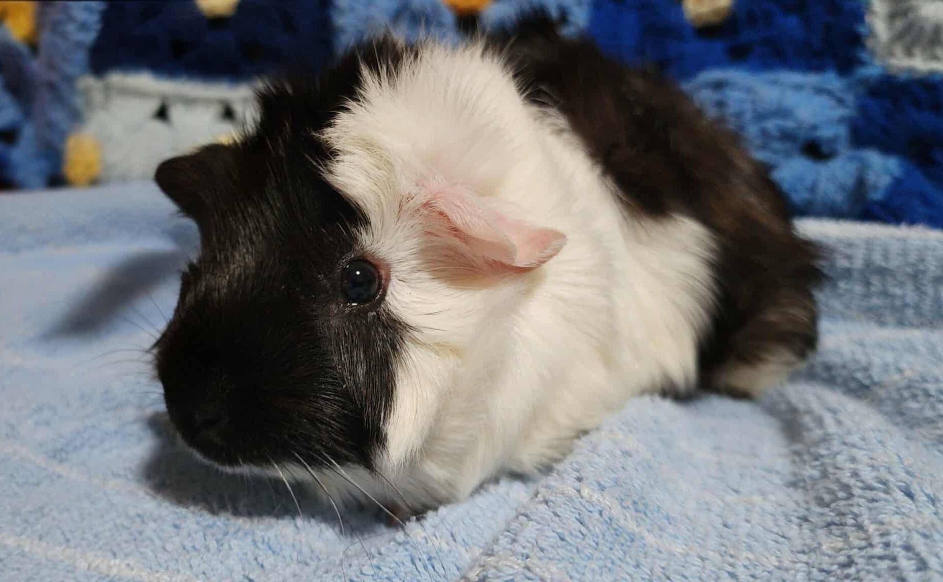 Enlarge Annie, a Adopted mixed breed in Melbourne, FL image 1/4