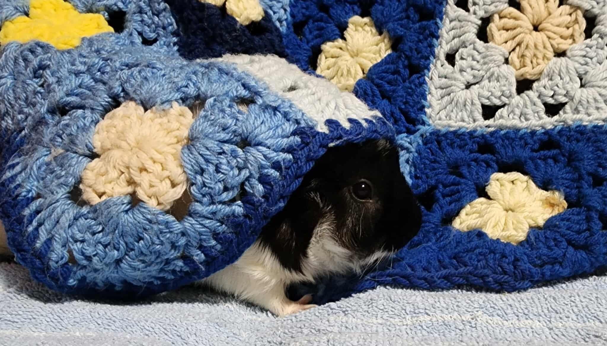 Enlarge Annie, a Adopted mixed breed in Melbourne, FL image 2/4