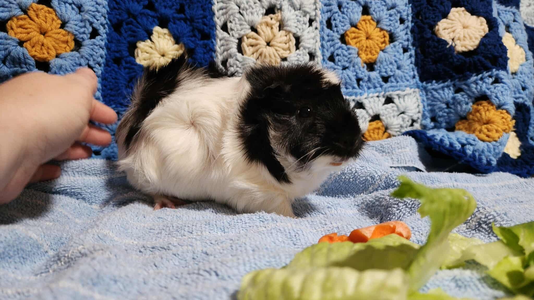 Enlarge Annie, a Adopted mixed breed in Melbourne, FL image 3/4