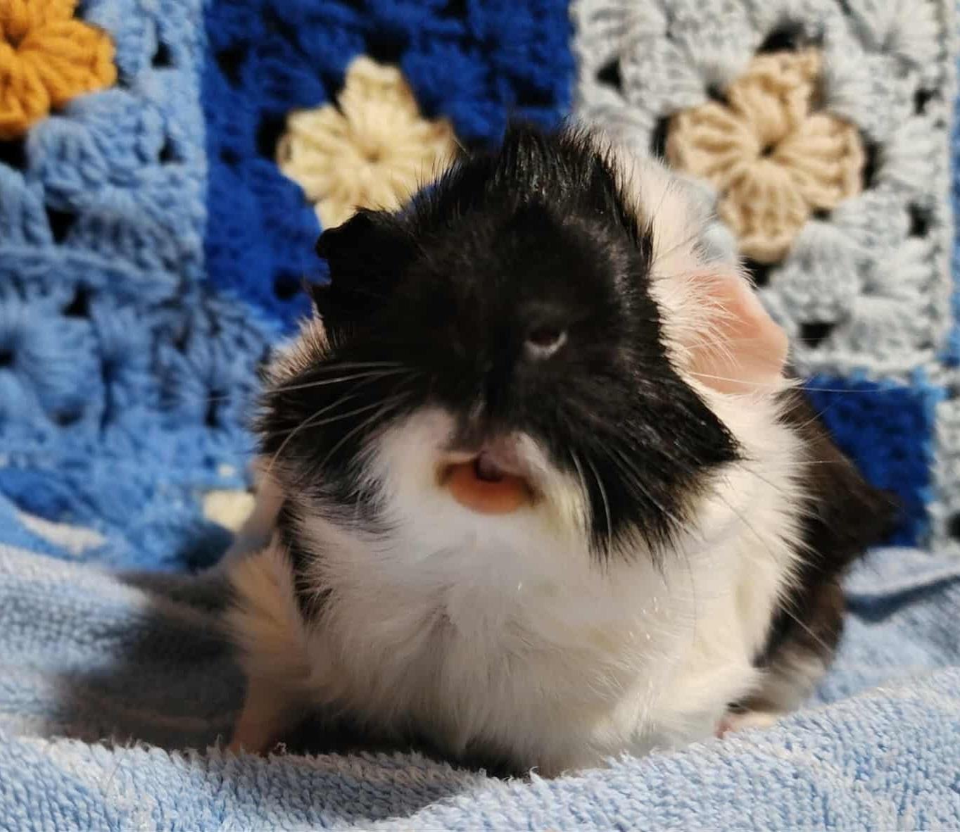 Enlarge Annie, a Adopted mixed breed in Melbourne, FL image 4/4