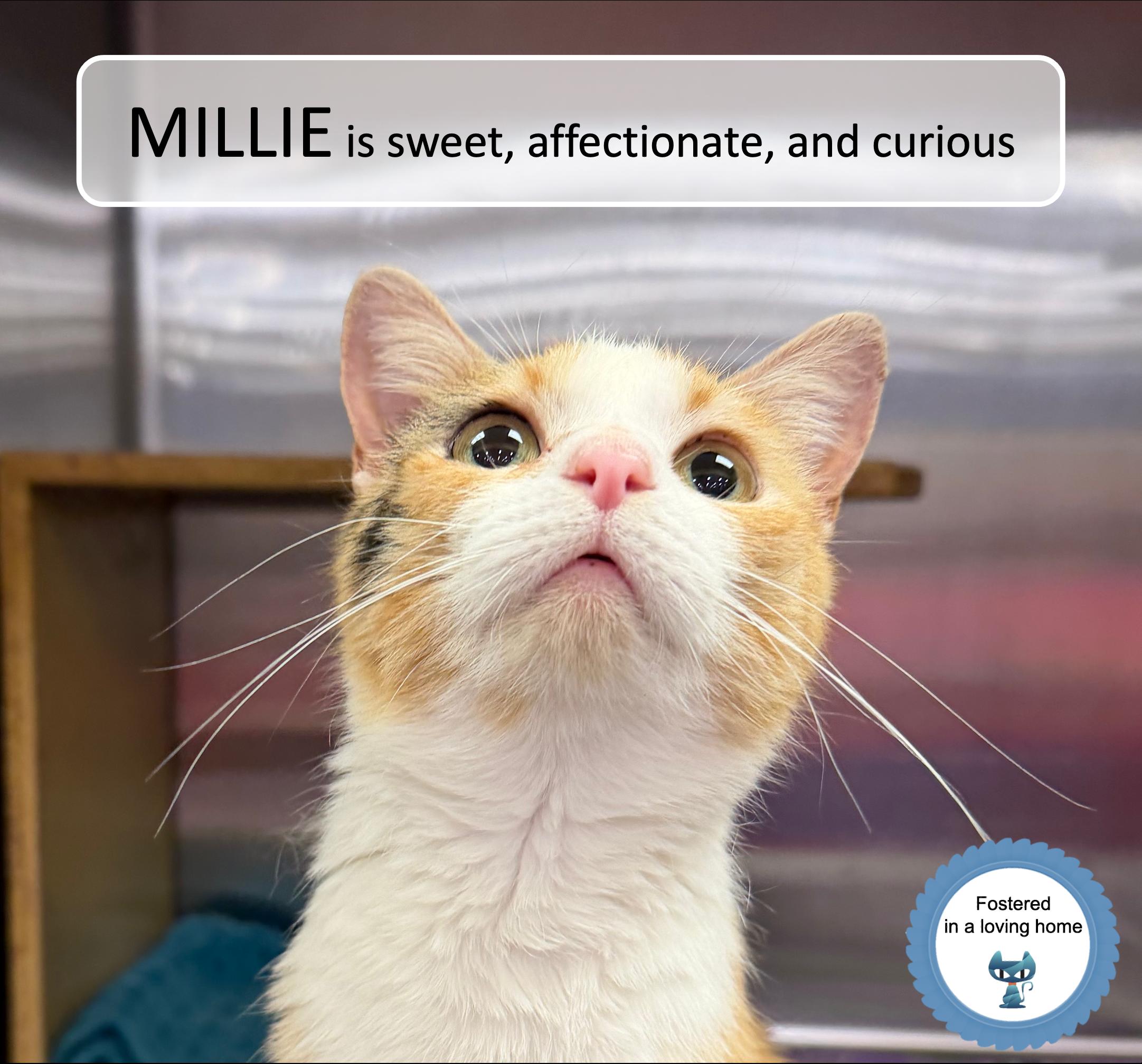 Enlarge Millie, a ADOPTABLE Calico in Cincinnati, OH image 1/4
