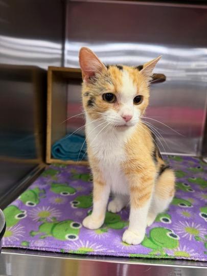 Enlarge Millie, a ADOPTABLE Calico in Cincinnati, OH image 2/4