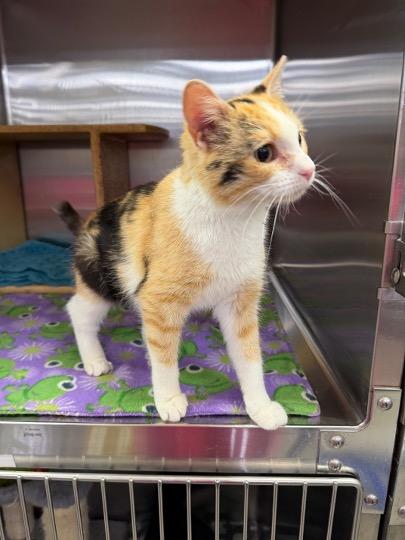 Enlarge Millie, a ADOPTABLE Calico in Cincinnati, OH image 3/4