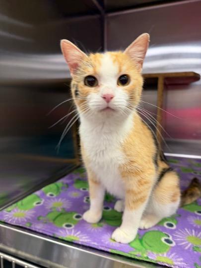 Enlarge Millie, a ADOPTABLE Calico in Cincinnati, OH image 4/4